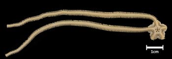 Media type: image; Invertebrate Zoology OPH-4993   Aspect: ventral